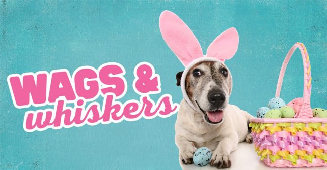 Wags & Whiskers